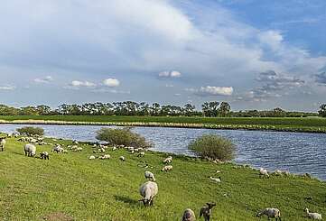 Schafherde an der Elbe