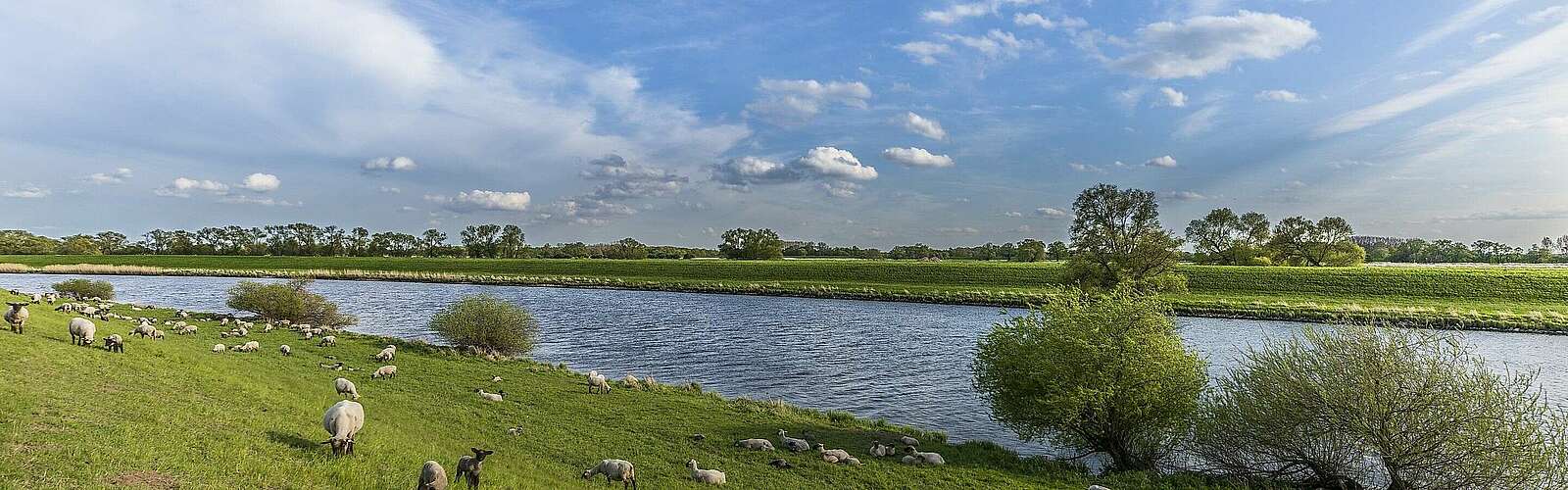 Schafherde an der Elbe