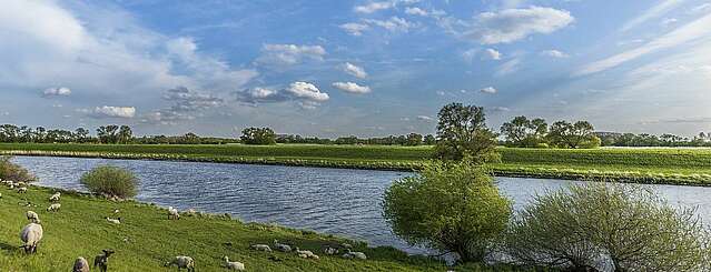 Schafherde an der Elbe