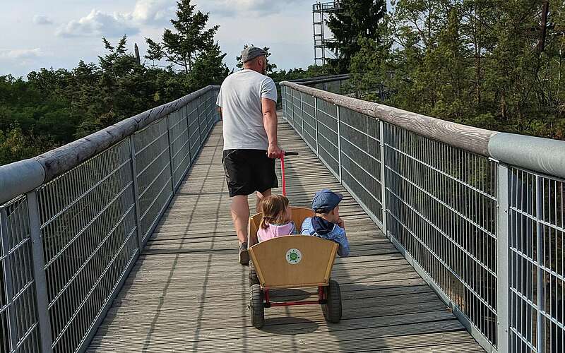 Unterwegs auf dem Baumkronenpfad
