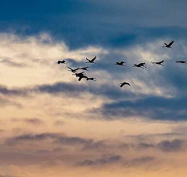 Vogelzug im Herbst