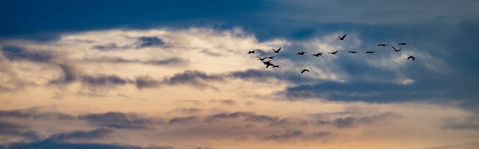 Vogelzug im Herbst