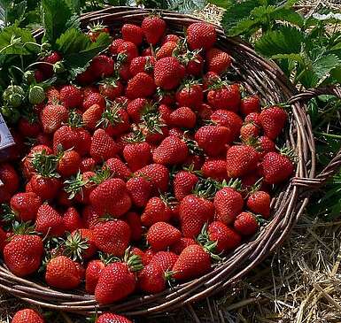 Erdbeeren aus Klaistow