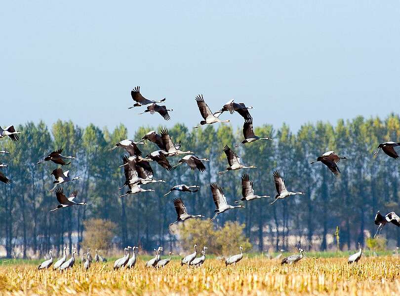 Fliegende Kraniche bei Linum